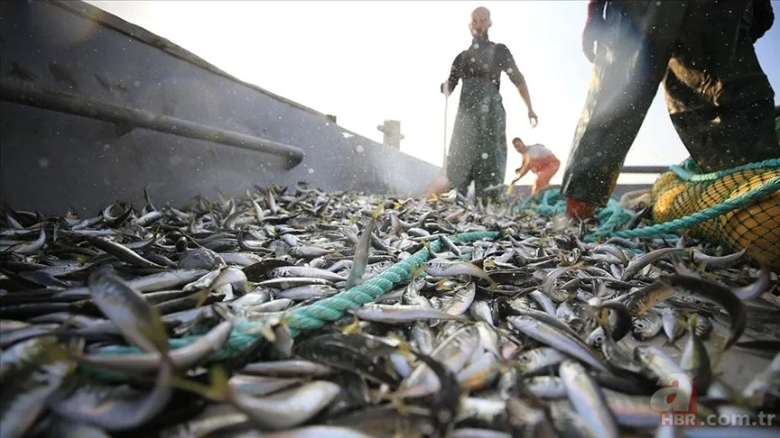 Sezonu açıldı: Hangi ayda hangi balık yenir? Ekim ayında yenilmesi gereken balıklar 8