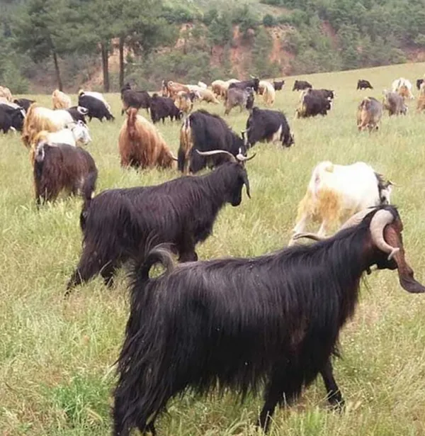 zehirli-balik-kafalari-atip-8-kopegi-oldurduler-1612908382297.jpg Zehirli balık kafaları atıp 8 köpeği öldürdüler! Sakarya'da insanlık dışı olay... - 4