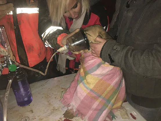 Beykoz'da kuyuya düşen köpek yavrusu kurtarıldı - 1