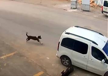 Köpeği ezen sürücüye 1097 lira ceza kesildi