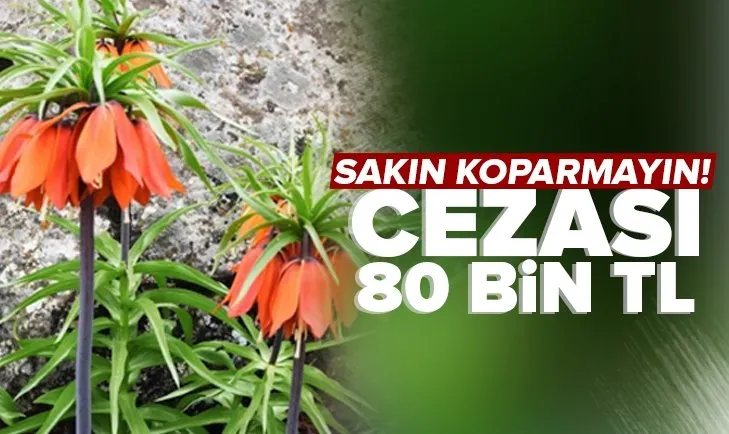Bu çiçeği sakın koparmayın! Cezası 80 bin TL