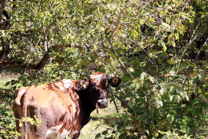 Yediği elmalar sonu oldu... İneğinin ölümüne kalbi dayanmadı