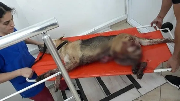AK Parti'den CHP'li İBB'ye sert tepki! Ölen köpeğin vebali... - 5