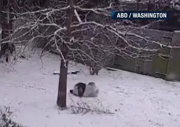 Karın tadını pandalar çıkardı