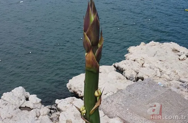 Mersinliler şaşkın! 50 yıldır kimse fark etmedi! 🌱25 günde 4 metreyi geçti 1