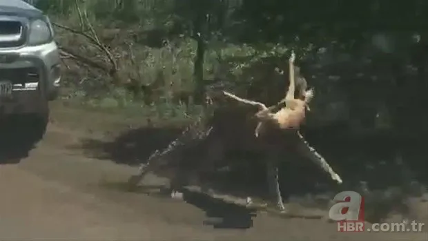 Zürafa aslanlara yem olmaktan kurtulamadı! Vahşi doğanın acımasız yüzü 16