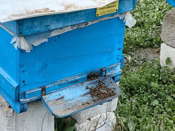 1708520074059.jpeg Korkutan olay! Kış uykusuna yatamadılar toplu halde ölüyorlar - 1