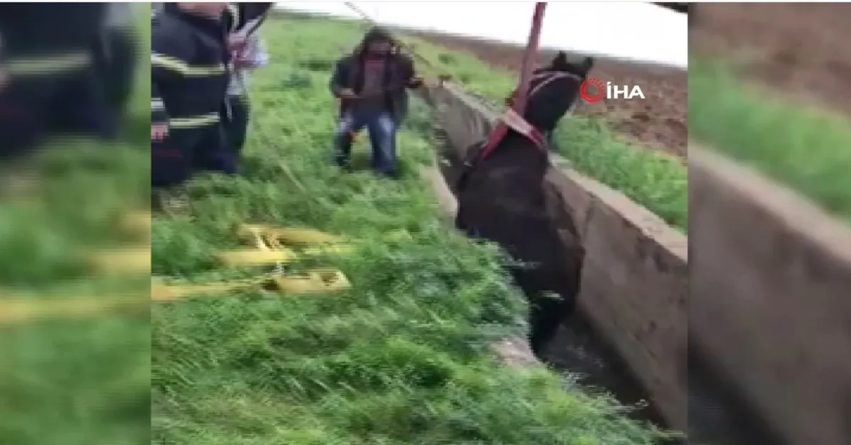 Şanlıurfa'da kanala düşen at kurtarıldı