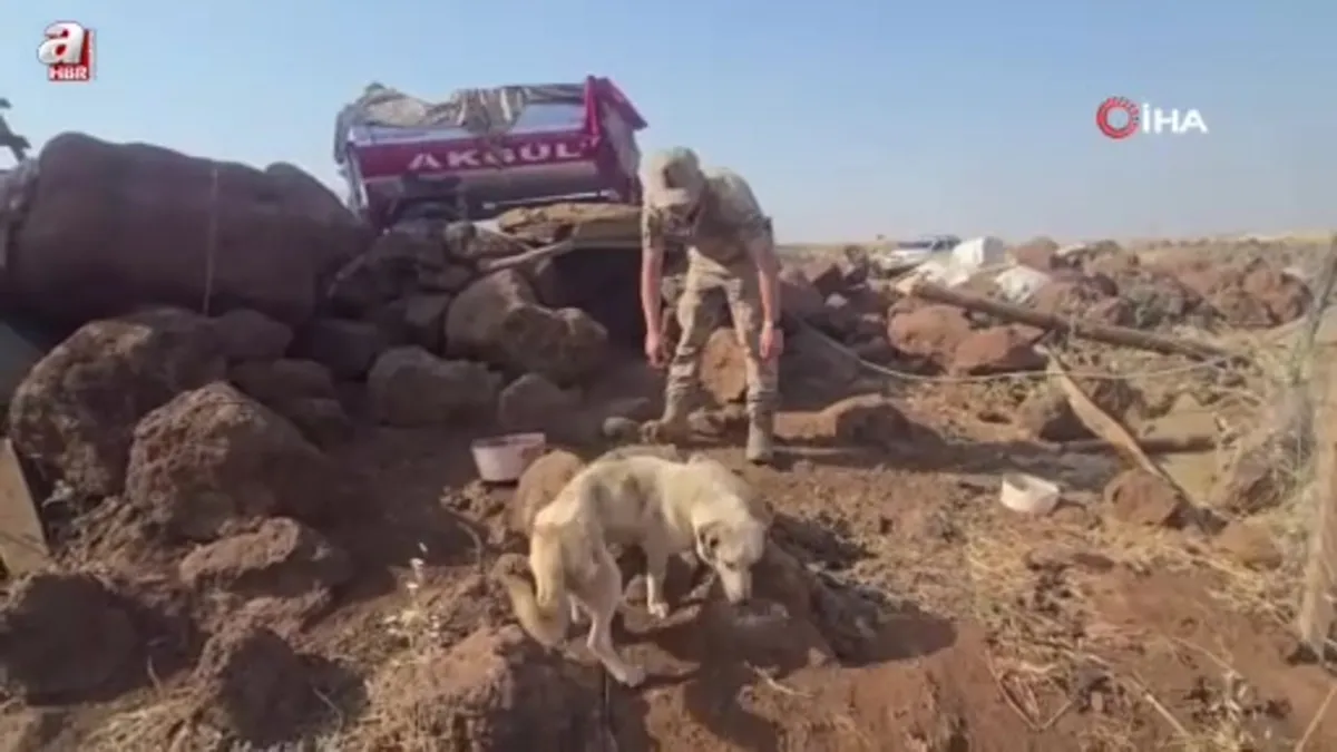 Gaziantep'te anız yangınında mahsur kalan köpekleri jandarma kurtardı