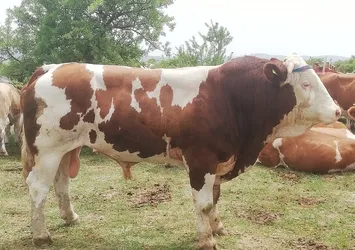 Boğa saldırısına uğrayan kişi hayatını kaybetti