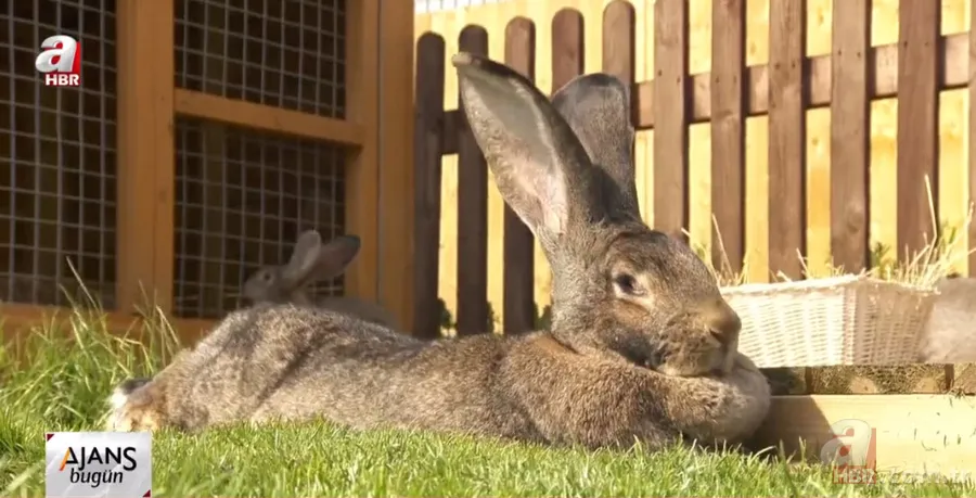 Dünyanın en büyük tavşanı çalındı! Getirine 11 bin TL ödül 3