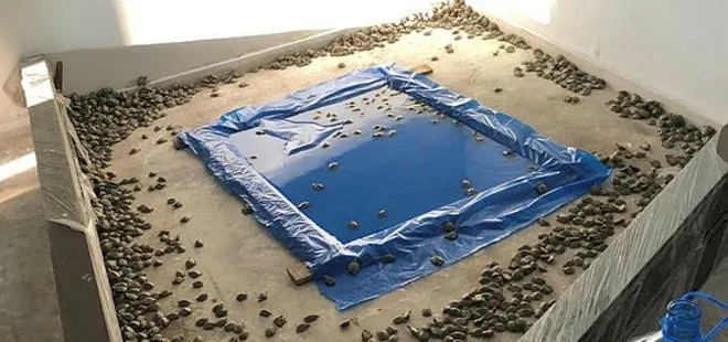 Türkiye’ye kaçak sokulmak istenen 2 bin 500 su kaplumbağası yakalandı