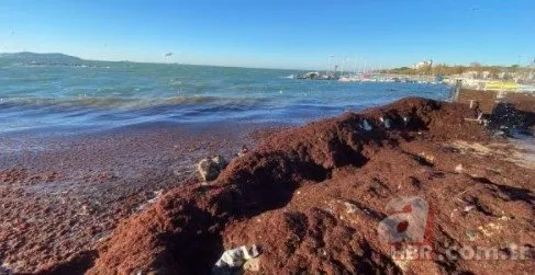 Kadıköy’de sahilini tekrar kırmızı yosun sardı