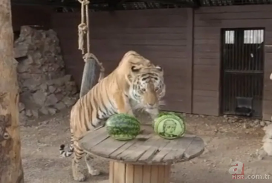 Rusya'da şaşırtan kehanet! ABD'de başkanlık seçimini kim kazanacak? Donald Trump mı? Joe Biden mı? Bakın sonuç ne çıktı? 4