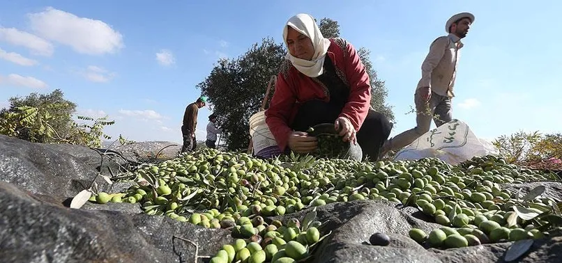 Zeytin ihracatında dikkat çeken 3 ülke