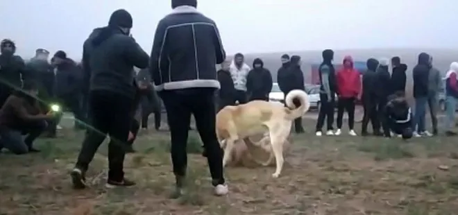 Kırıkkale'de 'köpek dövüşü' operasyonu: 25 gözaltı