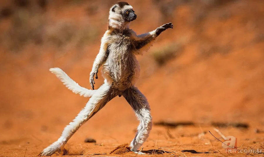 Erzurum'da görenleri şaşırtan anlar! Hemen telefona sarıldılar 12