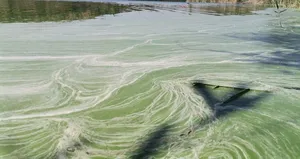 Müsilaja benzetilen kirlilik tepki çekti