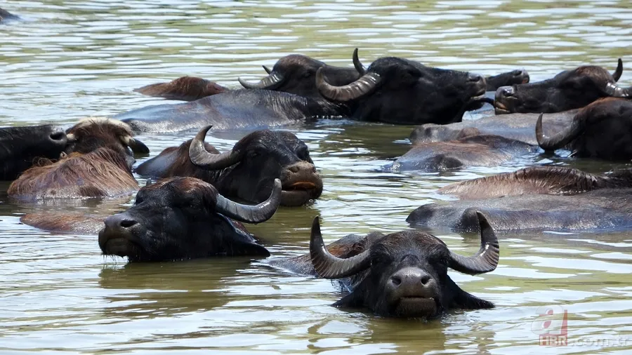 Muş’ta mandaların serinlemek için nehre girdiği anlar renkli görüntüler oluşturdu 7