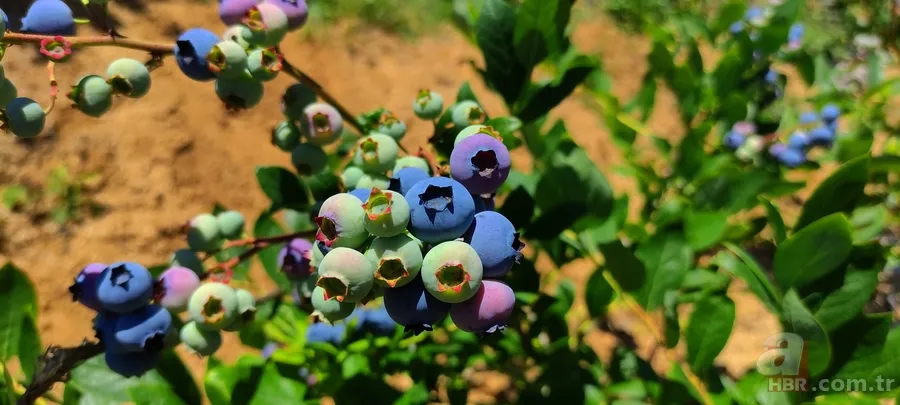 Kilosu 100 TL’lik meyvelerini bakın nasıl koruyor! Görenler hayrete düştü 6
