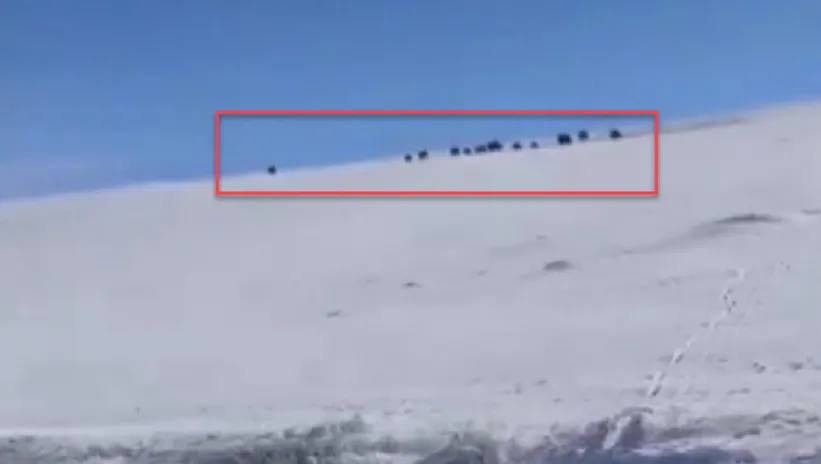 Gündüz vakti sürü halinde ortaya çıktılar