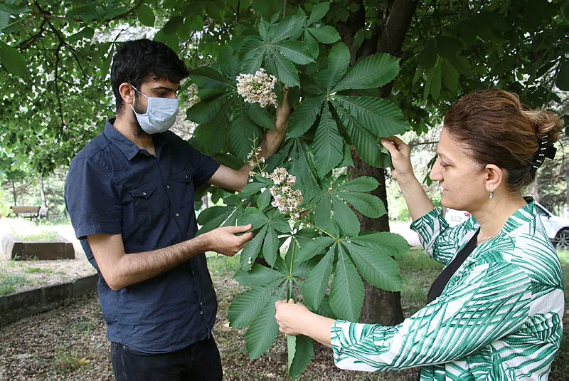 Ana vatanı Çin olan gal arısı diğer adı ile 'katil arı' arıcıları endişelendiriyor