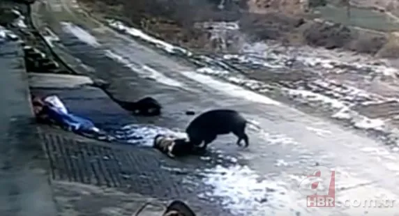 Bilecik’te 220 kiloluk dev domuz avcıya saldırdı! O anlar kamerada 16