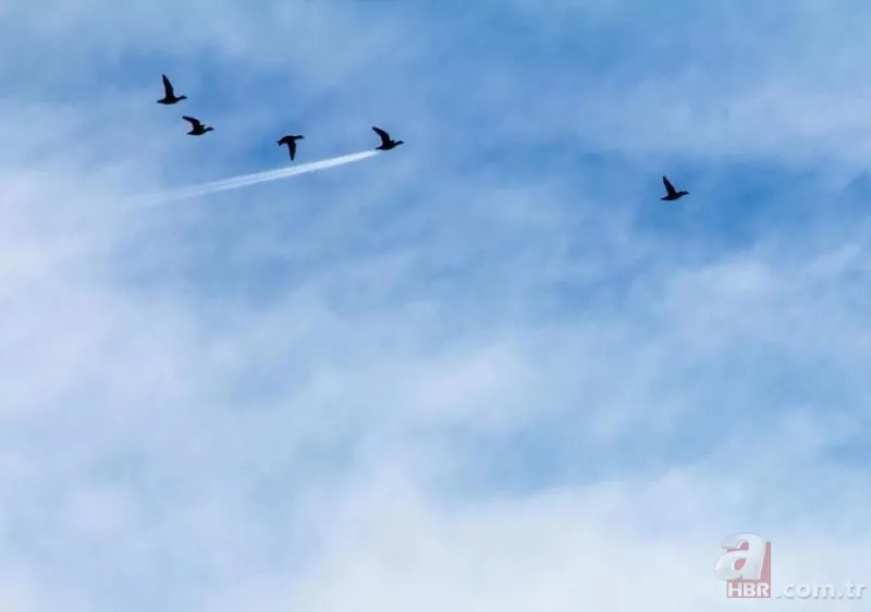 Vahşi yaşamın en komik fotoğrafları 12