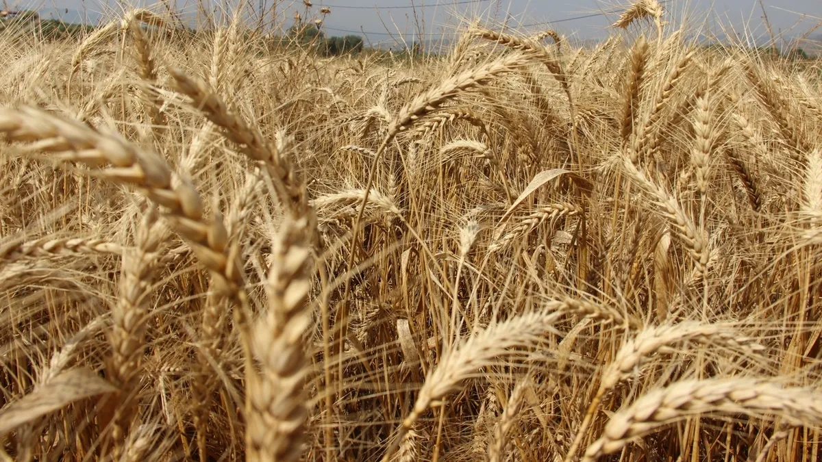 Küresel gıda güvenliği gübre kıskacında: Üre fiyatları rekora koşuyor