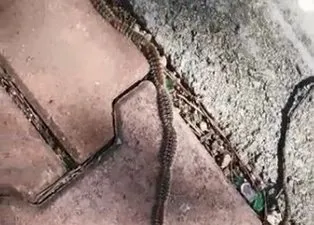Görenler hayrete düştü! Yılan sandılar bakın ne çıktı
