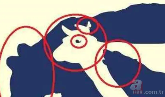 Zeka testi: Resimdeki 10 hayvan nerede? 832 kişiden sadece 9'u bulabildi 6