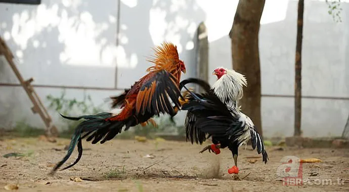Son dakika: Baskına giden polisi horoz öldürdü! Akılalmaz olay... 7