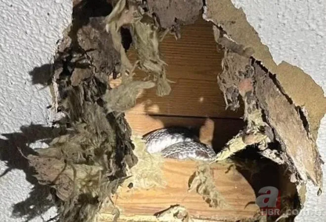 Yılanlar evi bastı! Çatı sızdırıyor zannettiler tavan çökünce gerçek ortaya çıktı