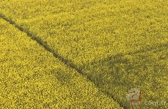 İbn-i Sina'nın 'şifa kaynağı' dediği baharat! Unutkanlığa savaş açıyor! Hafızayı güçlendirmek için aç karnına... 4