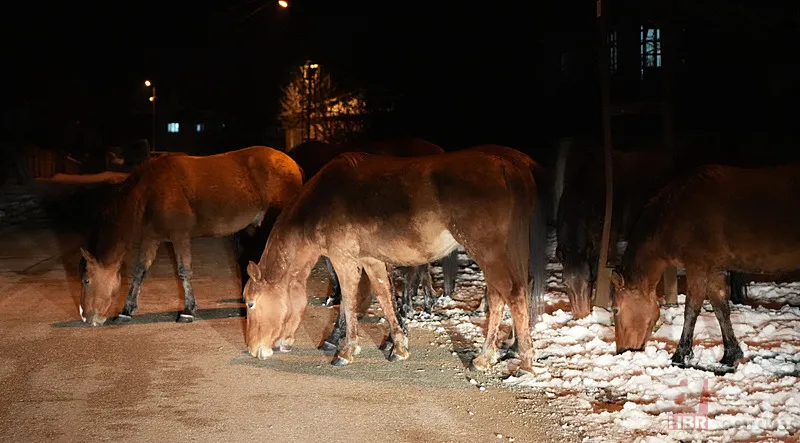 Şehir merkezine indiler! Görenler şaştı kaldı 2