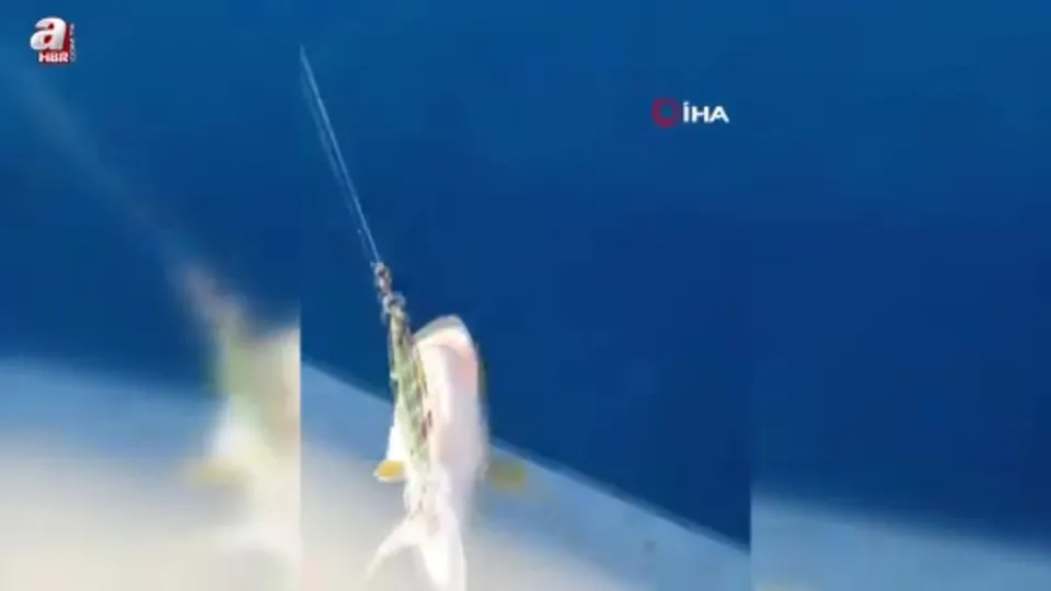 Denizde köpek balığı paniği!