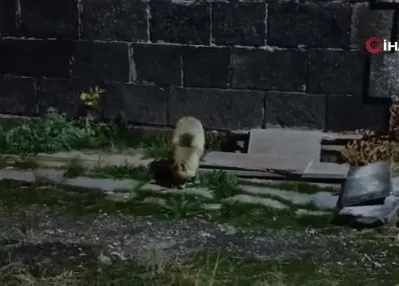 Tilkiyi bisküvi ile besledi