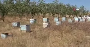 Bozok Yaylası’nda bal hasadı başladı