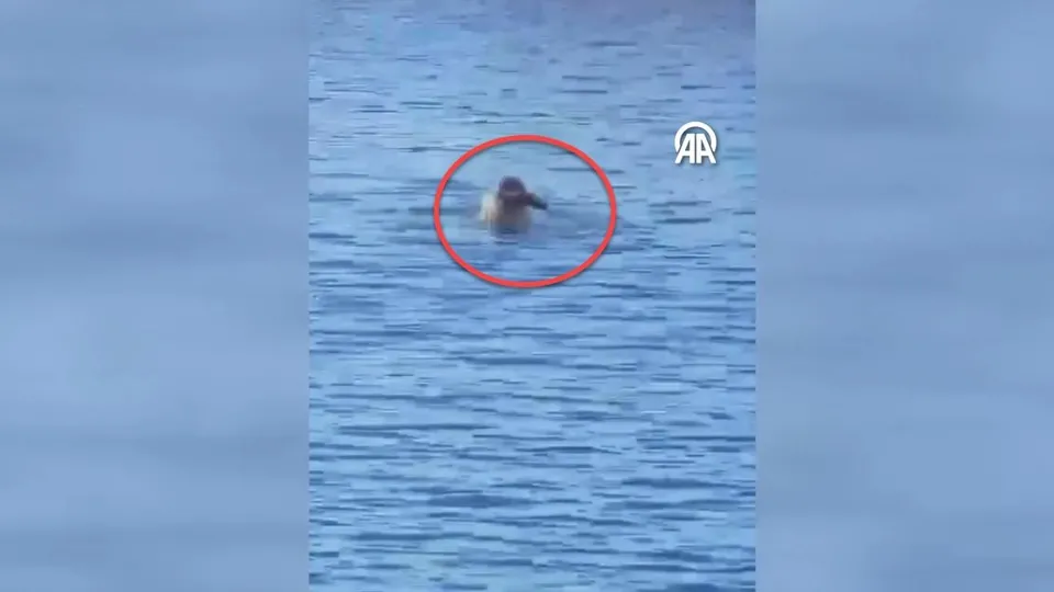 Belgeselleri aratmayan görüntüler Bodrum’dan! Akdeniz foku böyle balık avladı