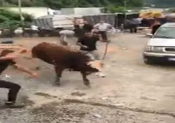 Artvin'de ipini koparan boğa ortalığı birbirine kattı! Kurban pazarında panik anları