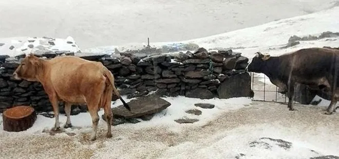 Kars’ın Tuygun köyü yaylası dolu ve karla beyaza büründü