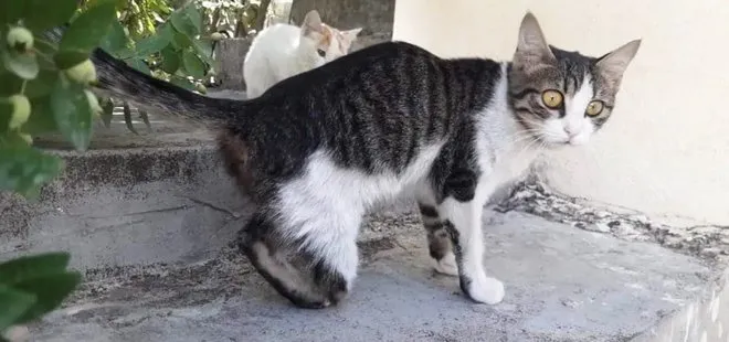 Gaziantep’te kedi vahşeti! Soruşturma başlatıldı