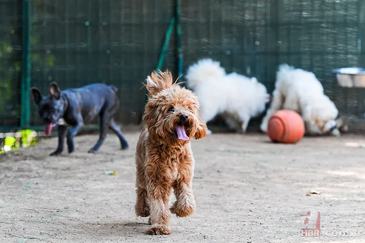 Köpek sahiplerinin büyük avantajı: Demans riski daha düşük 4