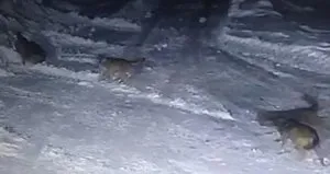 Aç kurtlar köye indi iki köpeği parçaladı
