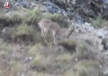 Ahır Dağı'nda ala geyik sürüsü kamerada