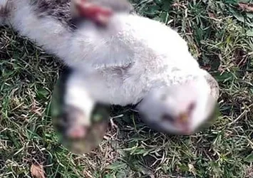 Bolu’da dehşet! İki kedi katledildi