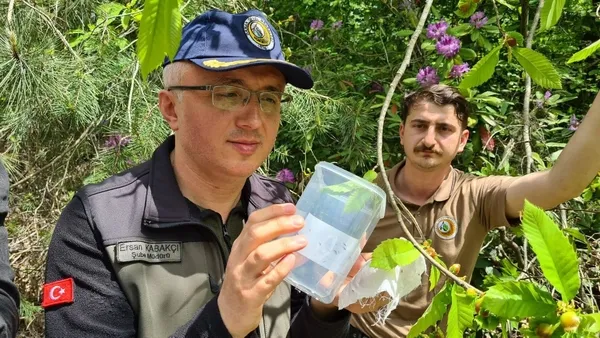 1684498162653.jpg Zonguldak’ta “katil arı” alarmı! Ekipler biyolojik mücadele başlattı - 1