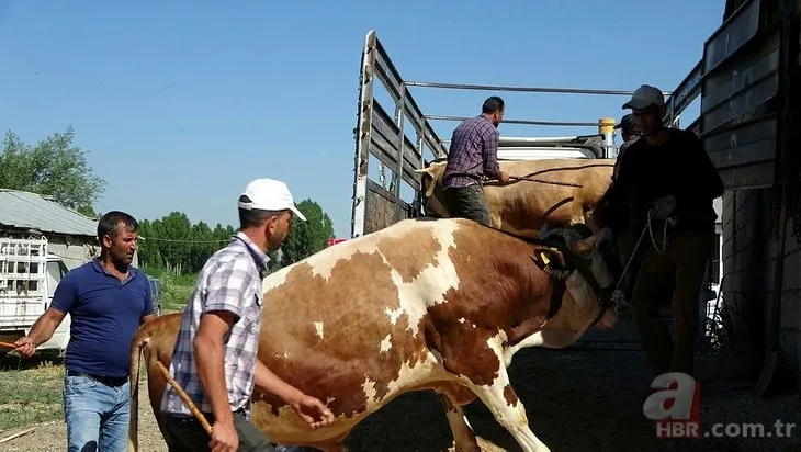 Kurbanlık fiyatları son dakika il il açıklandı: 2022 koyun, keçi, dana fiyatları ne kadar, kaç TL oldu? Büyükbaş, küçükbaş... 18