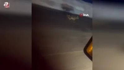 Yola inen vaşak kamerada