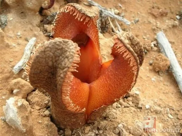 Ormanda yürüyüş yaparken karşısına çıktı! Ölü adamın parmakları kan dondurdu 13